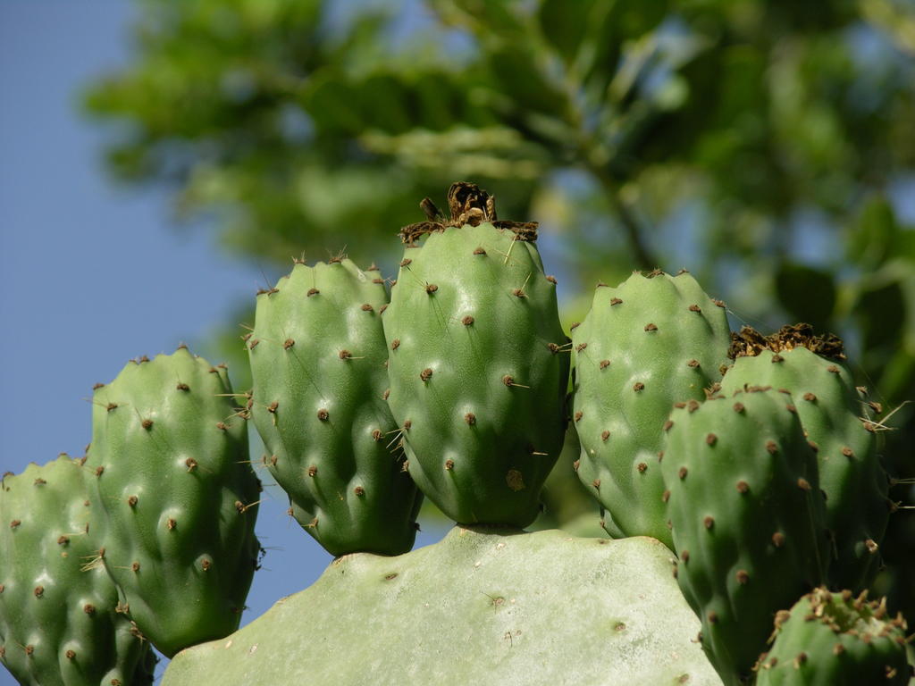 Finca Son Josep De Baix Calas de Mallorca Zewnętrze zdjęcie